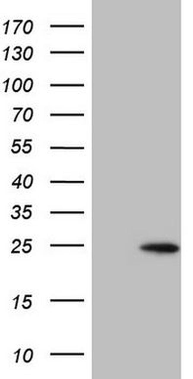 CLDN3 Antibody in Western Blot (WB)