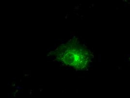 CLDN5 Antibody in Immunocytochemistry (ICC/IF)