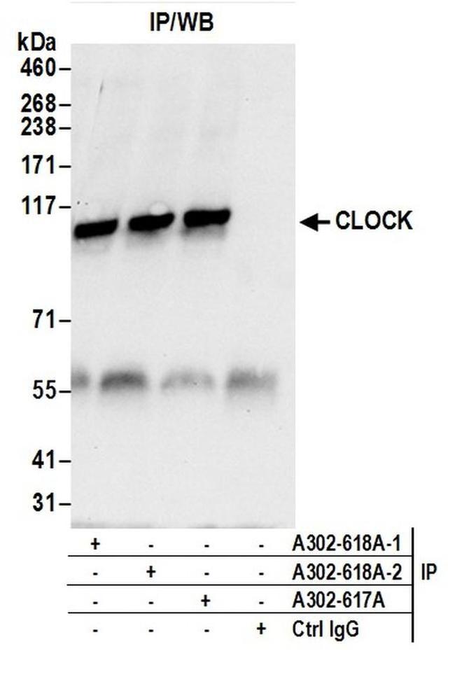 CLOCK Antibody in Western Blot (WB)