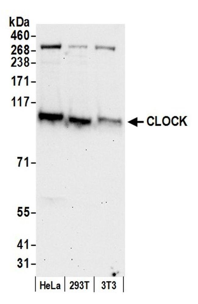 CLOCK Antibody in Western Blot (WB)