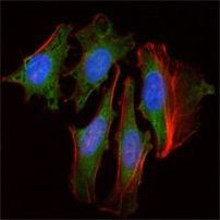 CLOCK Antibody in Immunocytochemistry (ICC/IF)