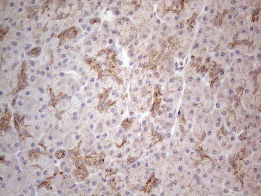 CLU Antibody in Immunohistochemistry (Paraffin) (IHC (P))