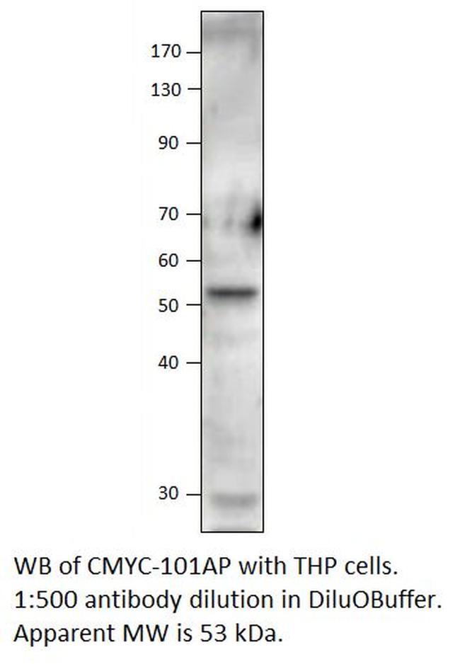 C-Myc Antibody in Western Blot (WB)