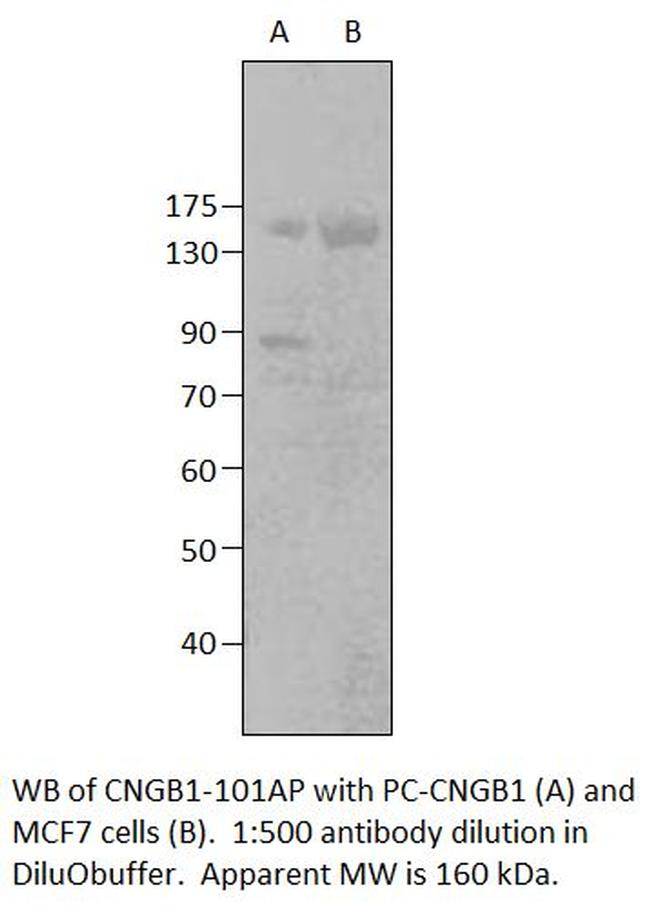 GARP Antibody in Western Blot (WB)