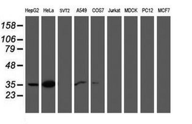 CNN2 Antibody in Western Blot (WB)