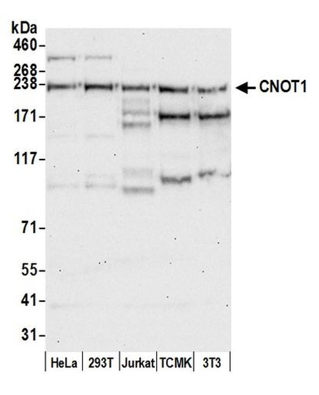 CNOT1 Antibody in Western Blot (WB)