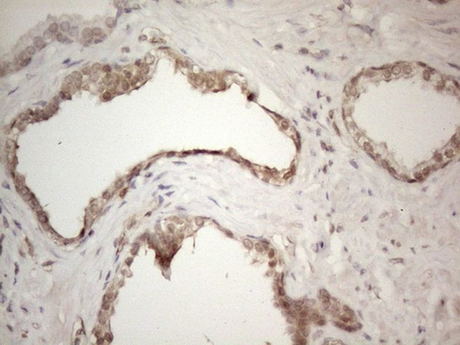 CNOT2 Antibody in Immunohistochemistry (Paraffin) (IHC (P))