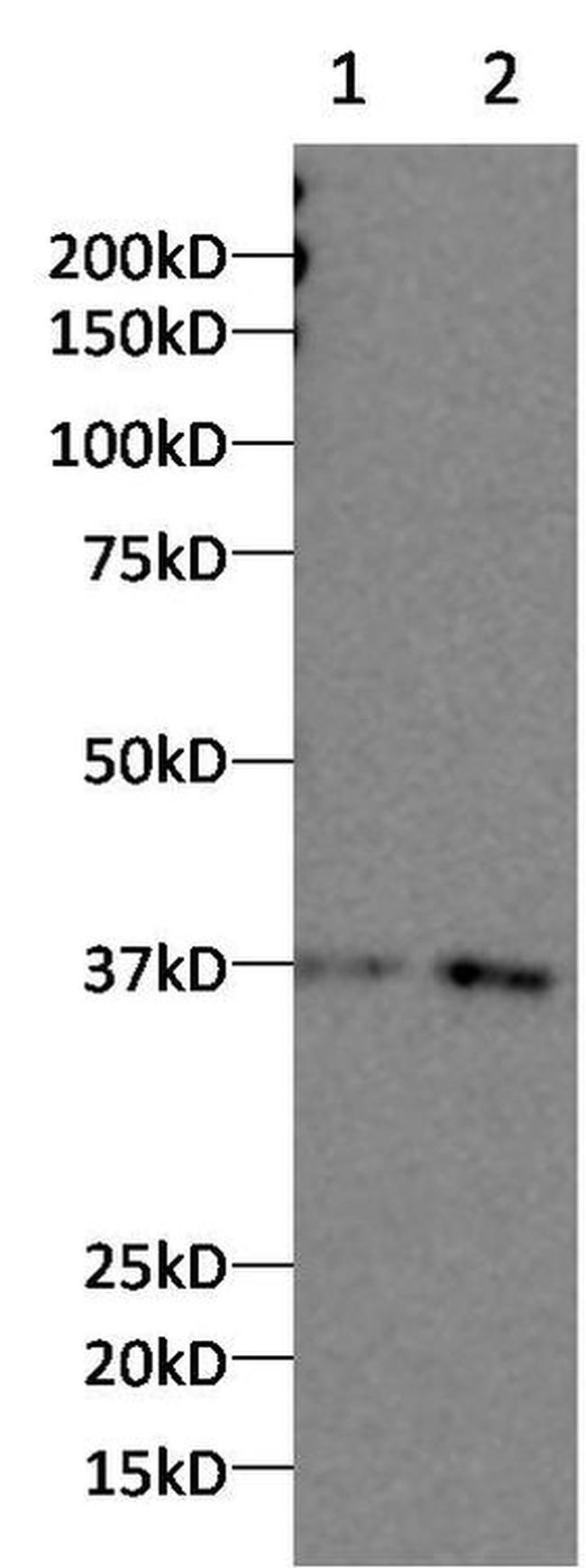 CNOT7 Antibody in Western Blot (WB)