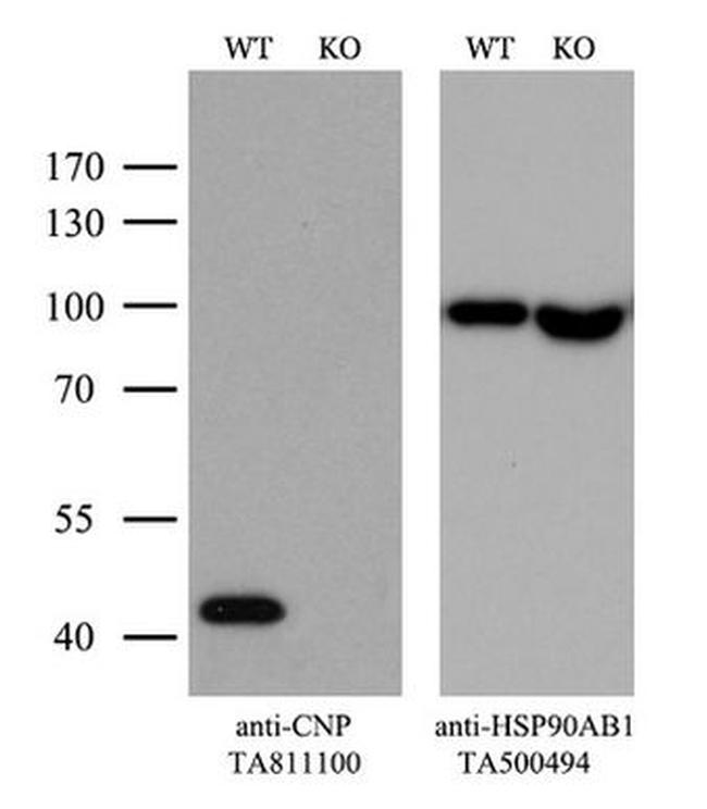 CNPase Antibody in Western Blot (WB)