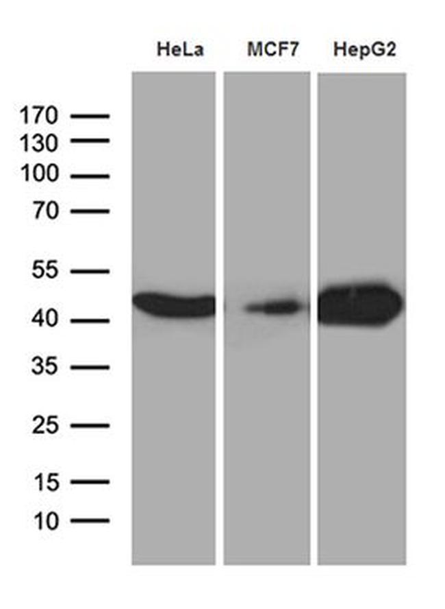 CNPase Antibody in Western Blot (WB)