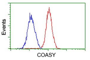 COASY Antibody in Flow Cytometry (Flow)