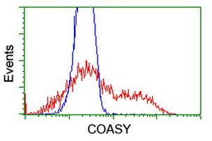 COASY Antibody in Flow Cytometry (Flow)