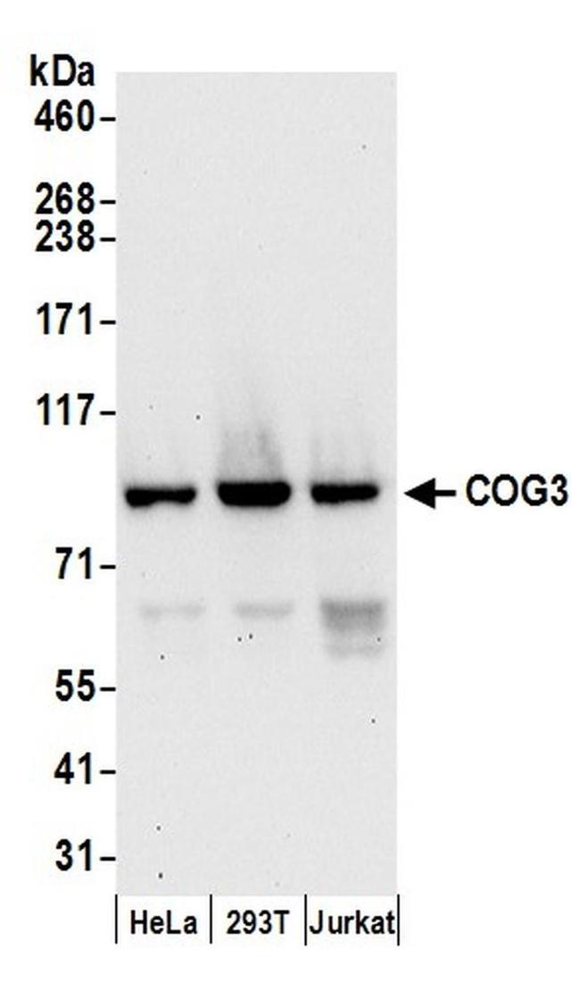 COG3 Antibody in Western Blot (WB)