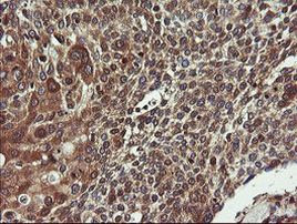 COMMD1 Antibody in Immunohistochemistry (Paraffin) (IHC (P))