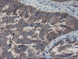 COMMD1 Antibody in Immunohistochemistry (Paraffin) (IHC (P))