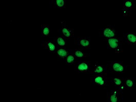 COPS5 Antibody in Immunocytochemistry (ICC/IF)