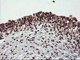 COPS5 Antibody in Immunohistochemistry (Paraffin) (IHC (P))