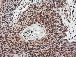 COPS5 Antibody in Immunohistochemistry (Paraffin) (IHC (P))