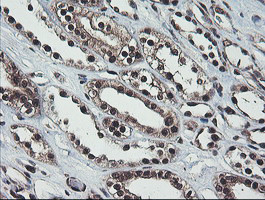 COPS5 Antibody in Immunohistochemistry (Paraffin) (IHC (P))