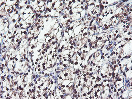 COPS5 Antibody in Immunohistochemistry (Paraffin) (IHC (P))