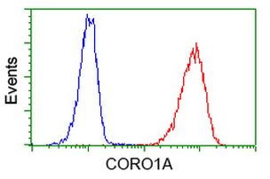 CORO1A Antibody in Flow Cytometry (Flow)