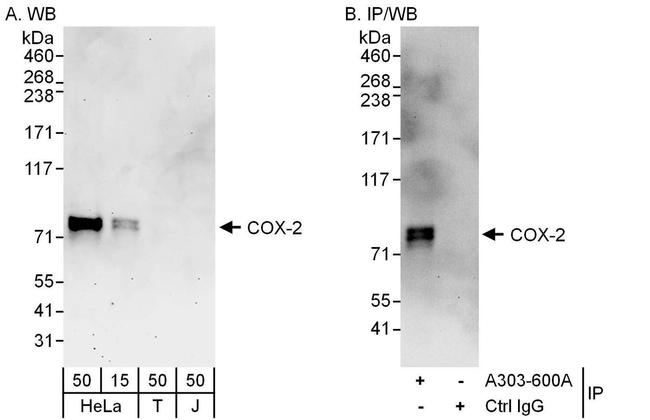 COX-2 Antibody in Western Blot (WB)