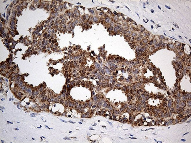 COX17 Antibody in Immunohistochemistry (Paraffin) (IHC (P))