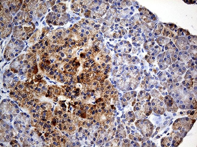 COX17 Antibody in Immunohistochemistry (Paraffin) (IHC (P))