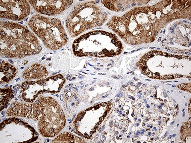 COX17 Antibody in Immunohistochemistry (Paraffin) (IHC (P))