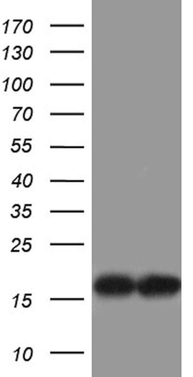 COX17 Antibody in Western Blot (WB)