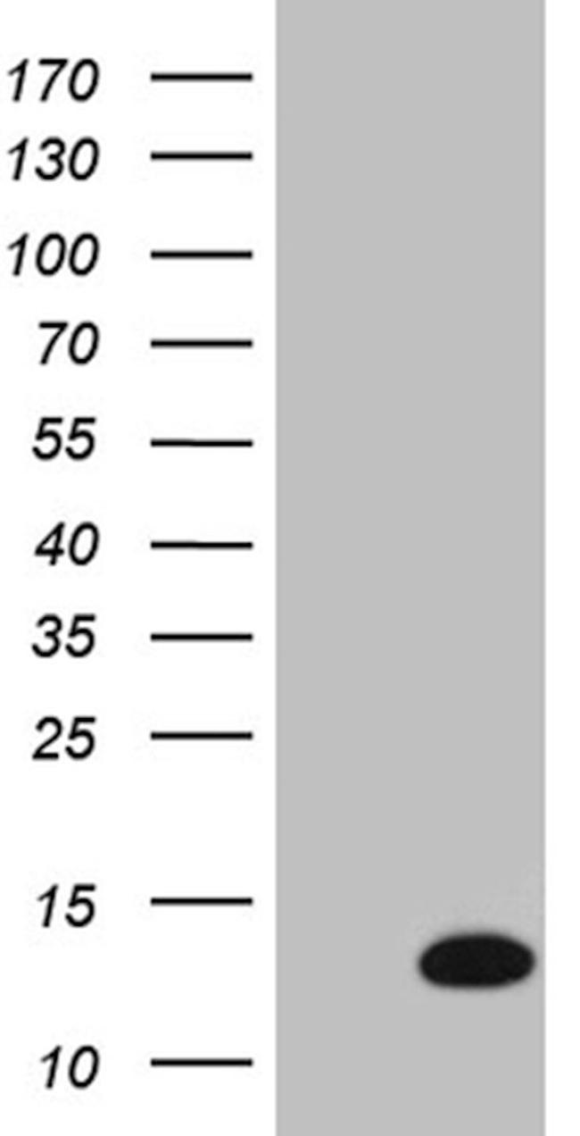 COX17 Antibody in Western Blot (WB)