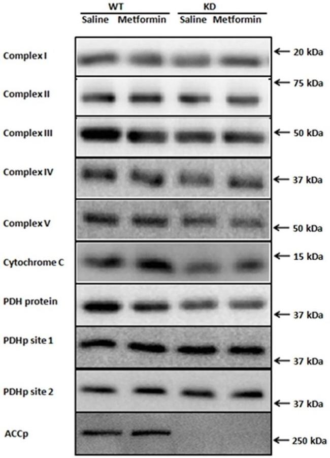 MTCO1 Antibody in Western Blot (WB)