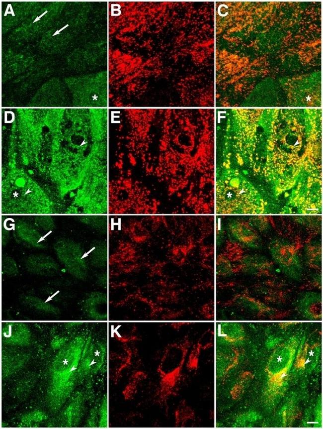 MTCO1 Antibody in Immunocytochemistry (ICC/IF)