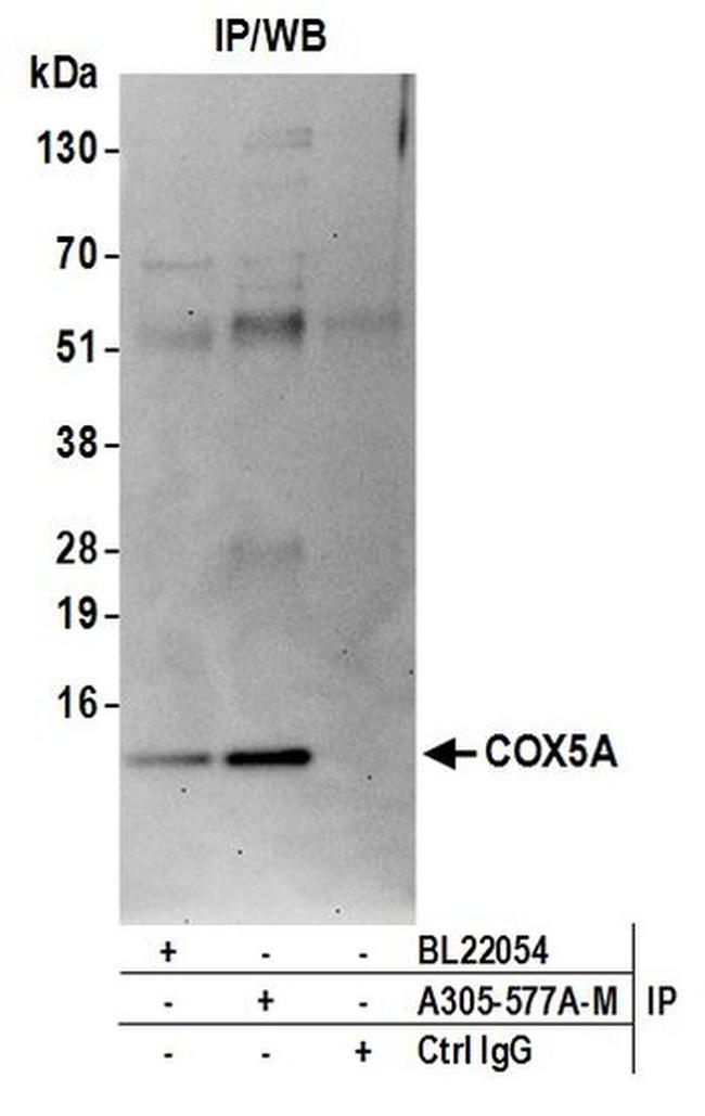 COX5A Antibody in Western Blot (WB)