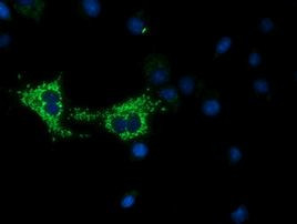 COX6A1 Antibody in Immunocytochemistry (ICC/IF)