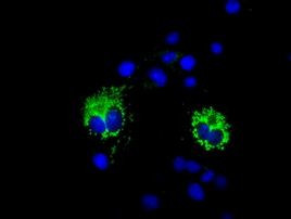 COX6A1 Antibody in Immunocytochemistry (ICC/IF)