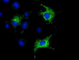 COX6A1 Antibody in Immunocytochemistry (ICC/IF)