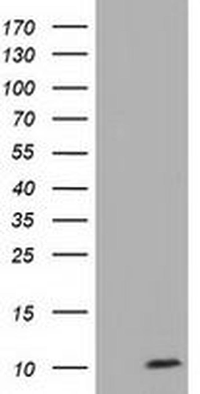 COX6A1 Antibody in Western Blot (WB)