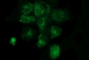 COX6C Antibody in Immunocytochemistry (ICC/IF)