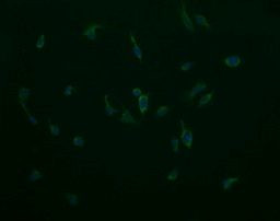 COX6C Antibody in Immunocytochemistry (ICC/IF)