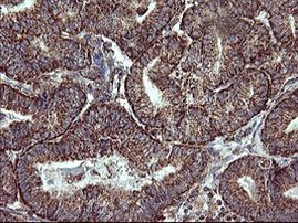 COX6C Antibody in Immunohistochemistry (Paraffin) (IHC (P))