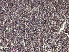 COX6C Antibody in Immunohistochemistry (Paraffin) (IHC (P))