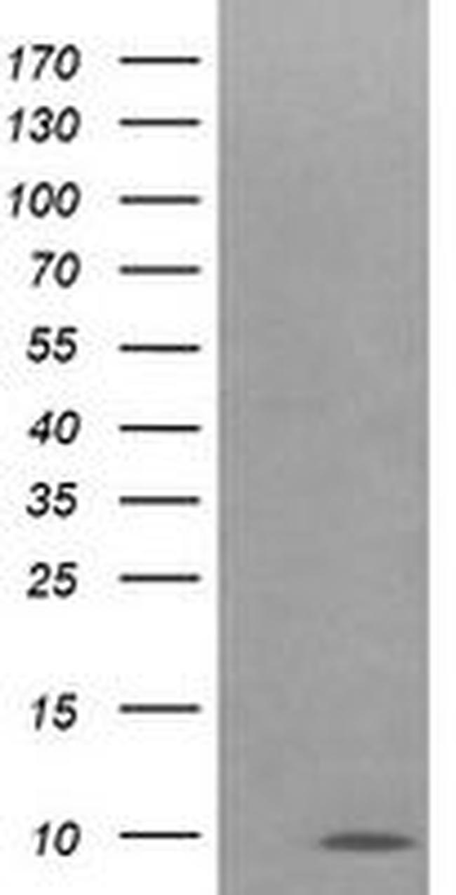 COX6C Antibody in Western Blot (WB)