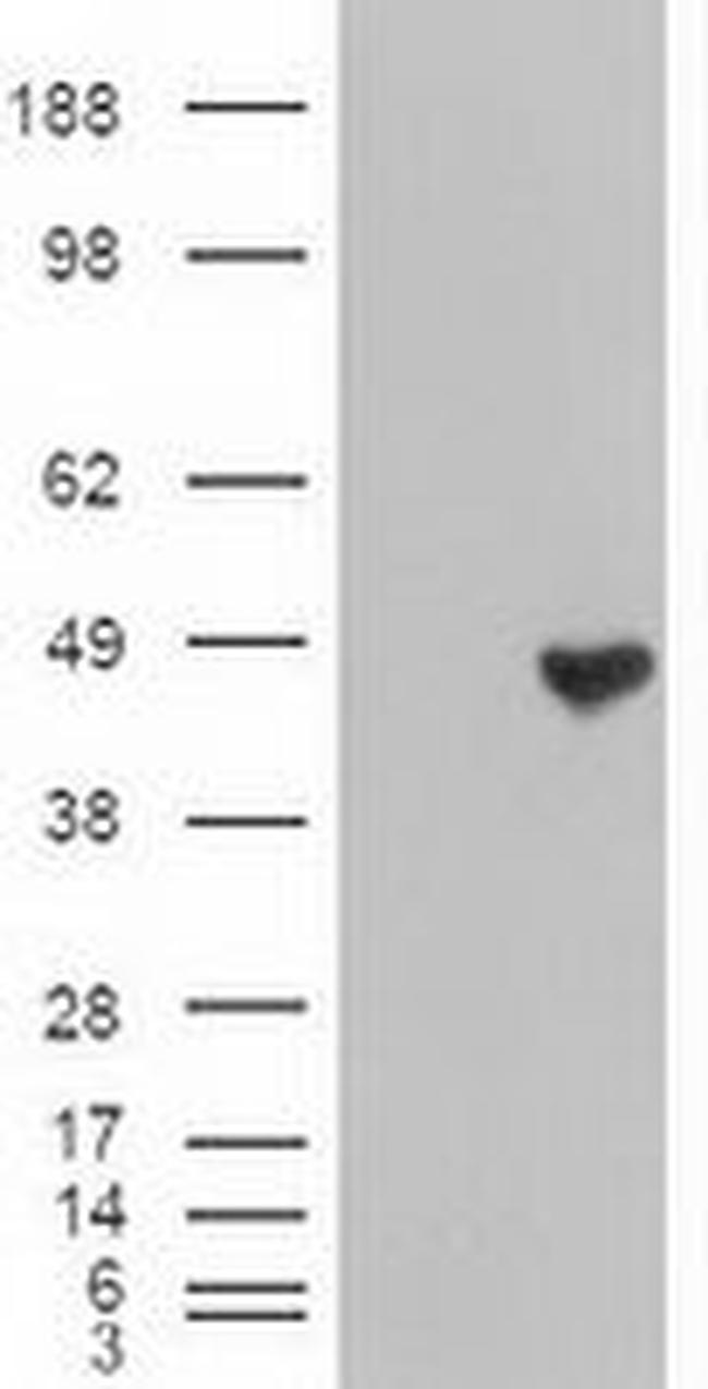 CPA1 (Carboxypeptidase A1) Antibody in Western Blot (WB)