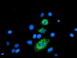 CPA2 Antibody in Immunocytochemistry (ICC/IF)