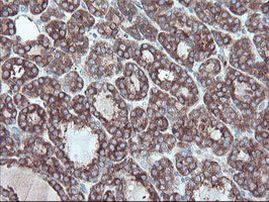 CPA2 Antibody in Immunohistochemistry (Paraffin) (IHC (P))