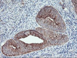 CPA2 Antibody in Immunohistochemistry (Paraffin) (IHC (P))