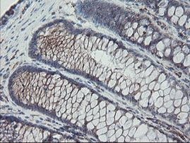 CPA2 Antibody in Immunohistochemistry (Paraffin) (IHC (P))