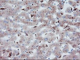 CPA2 Antibody in Immunohistochemistry (Paraffin) (IHC (P))