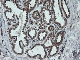 CPA2 Antibody in Immunohistochemistry (Paraffin) (IHC (P))